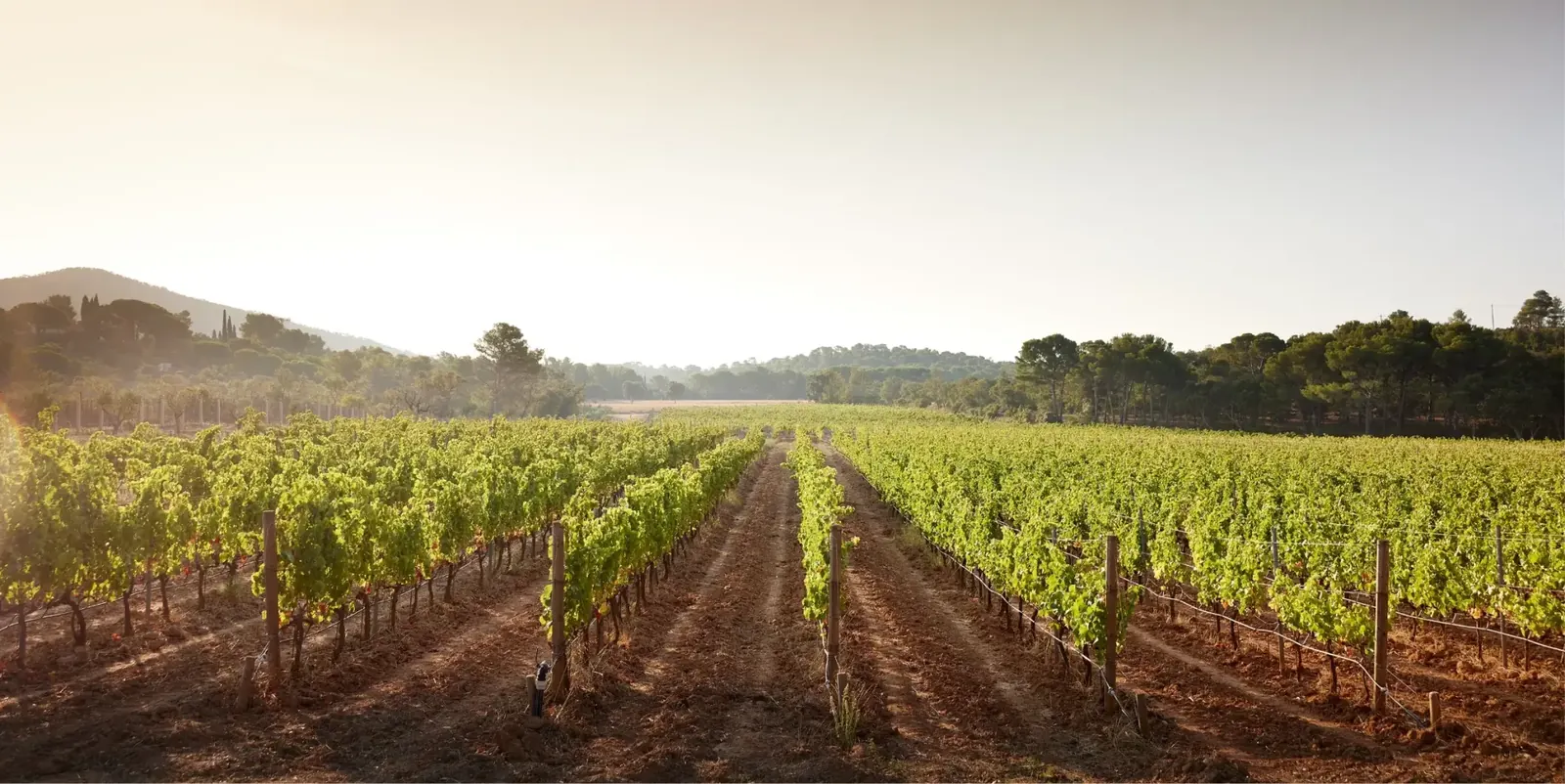 Vignes de La Londe-les-Maures descendant vers la Méditerranée