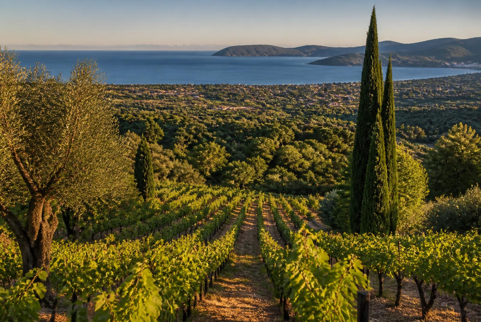 Vignes de La Londe-les-Maures descendant vers la Méditerranée